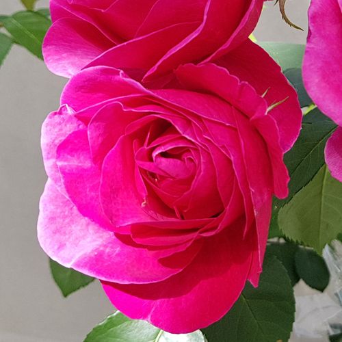 Virágágyi floribunda rózsa - Rózsa - The Fairy Tale Rose™ - Online rózsa vásárlás